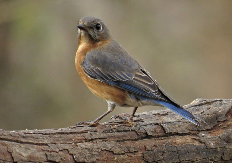 bluebird2