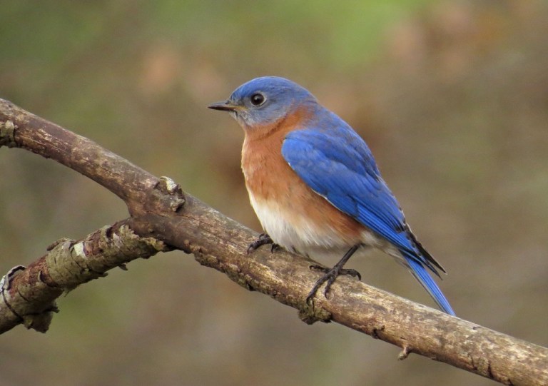 bluebird6