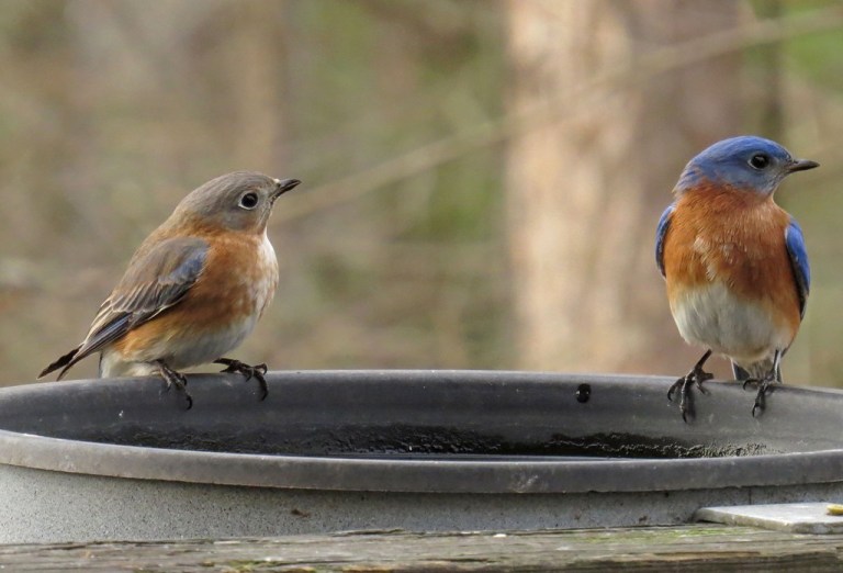 bluebird7