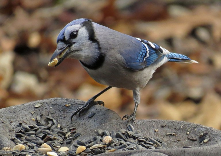 bluejay1