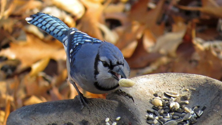 bluejay