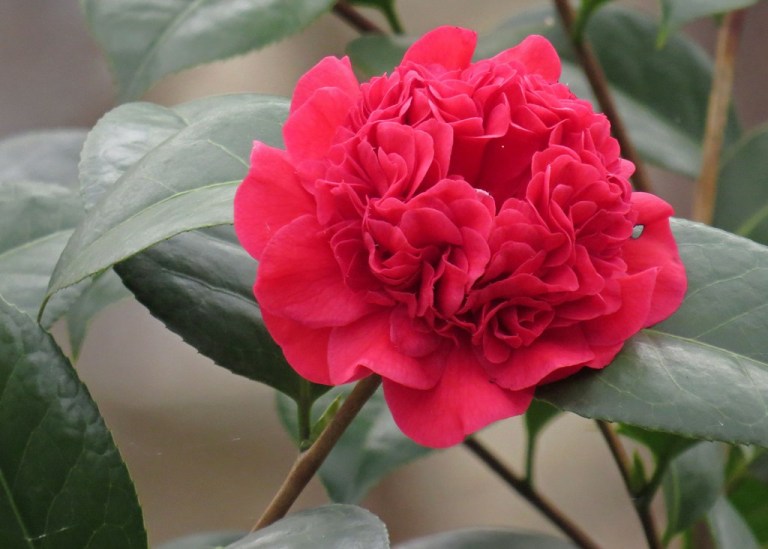 camellia