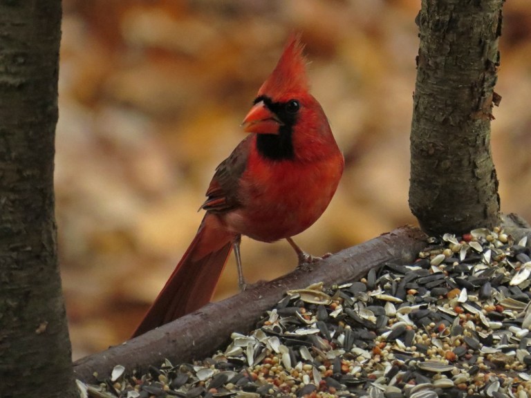 cardinal