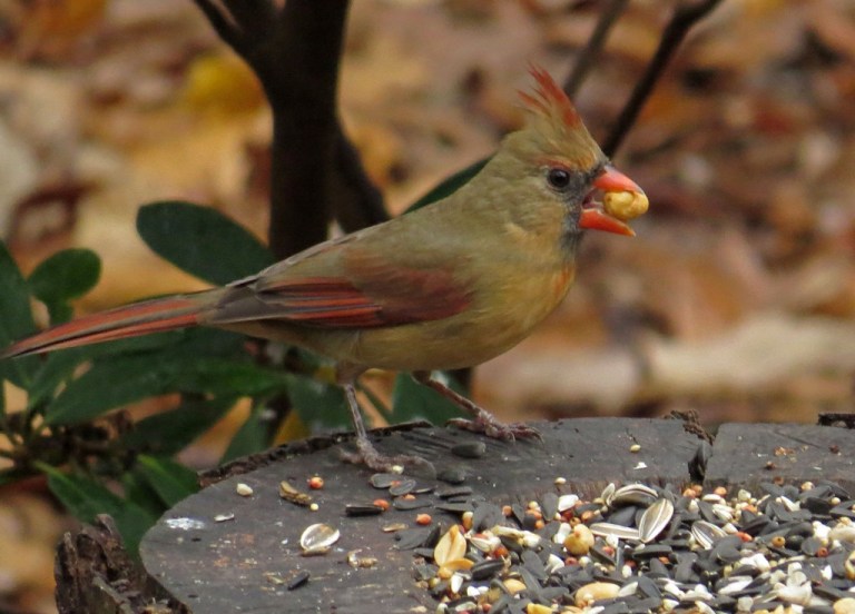 Female Northern Cardinal