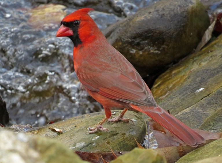 cardinal2