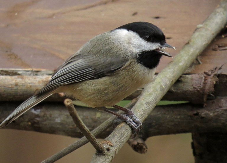 chickadee