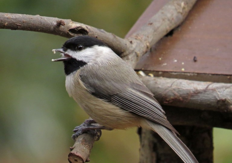 chickadee2