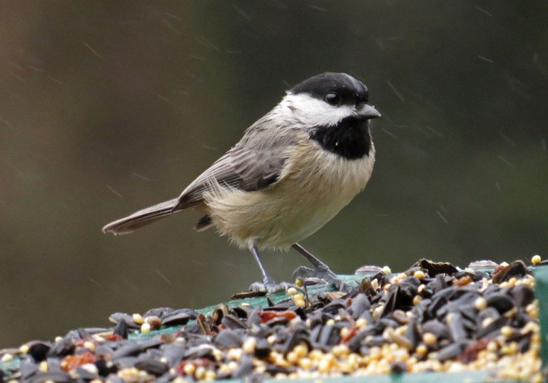 chickadee2