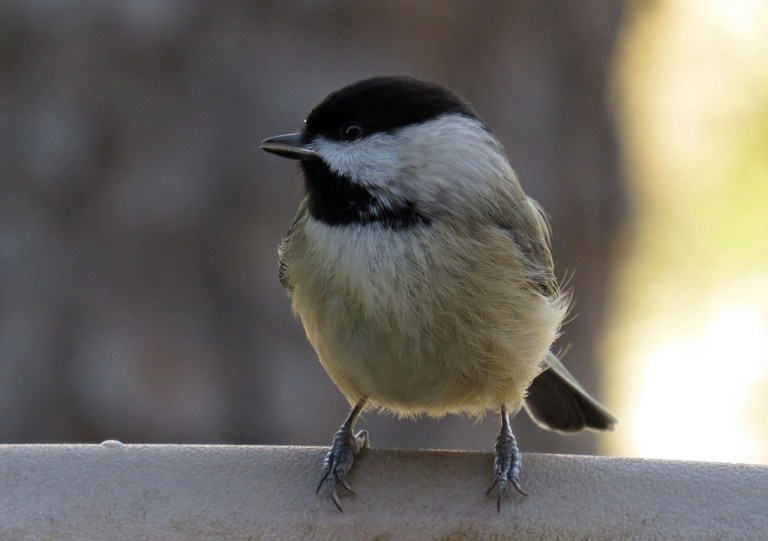 chickadee