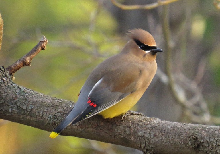 December - Cedar Waxwing