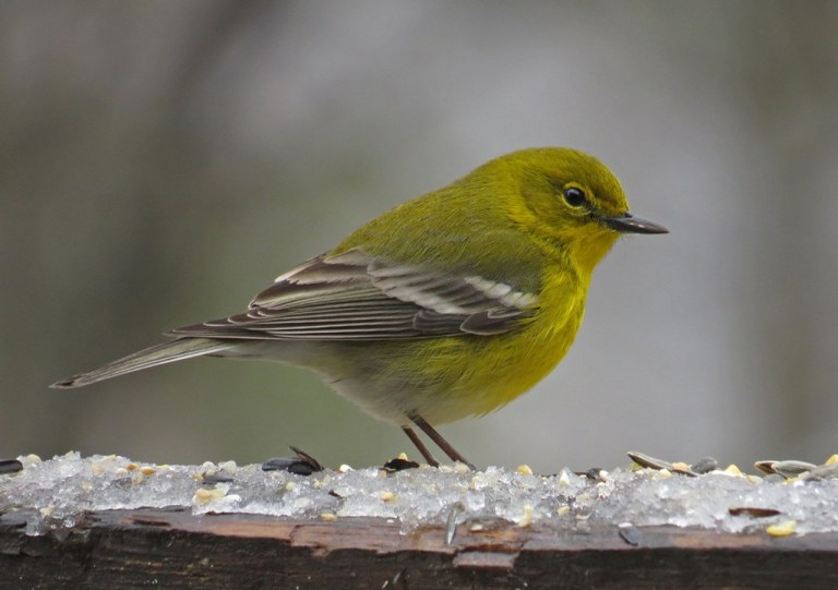 January - Pine Warbler