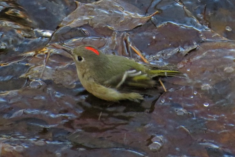 kinglet3