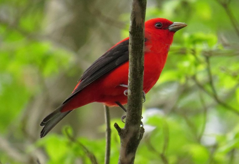May - Scarlet Tanager