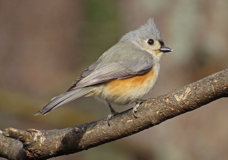 November - Tufted Titmouse