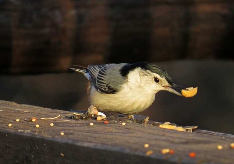 nuthatch1