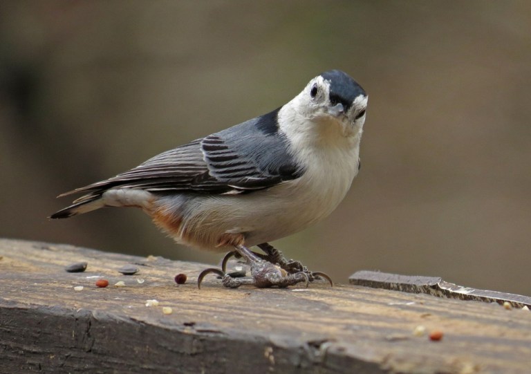 nuthatch1