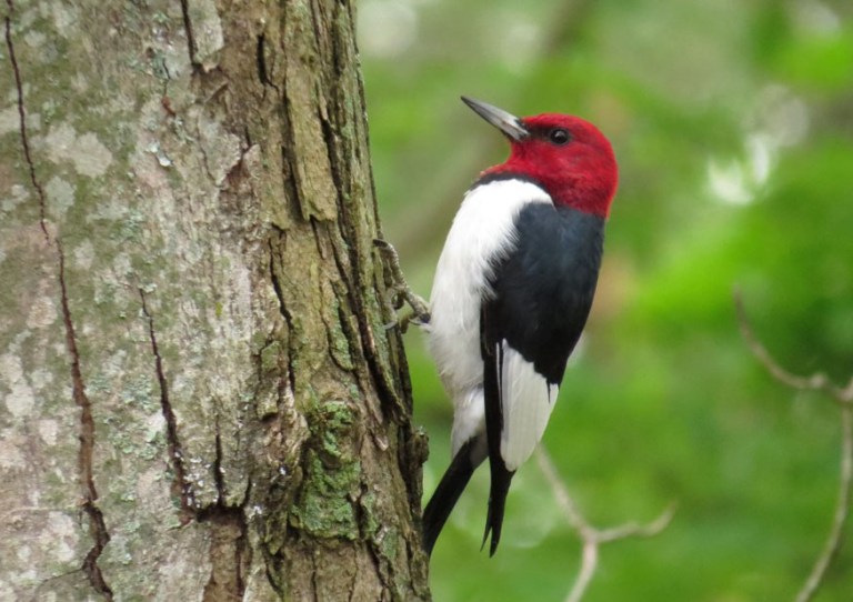 October - Red-headed Woodpecker
