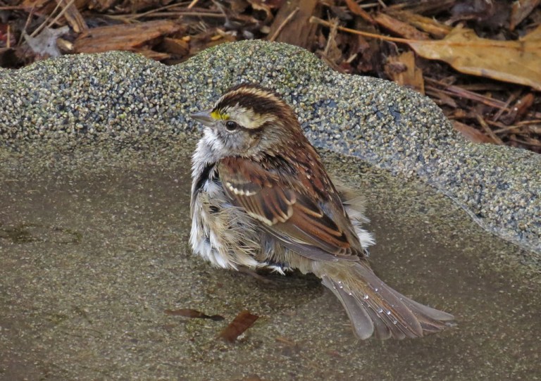 sparrow2