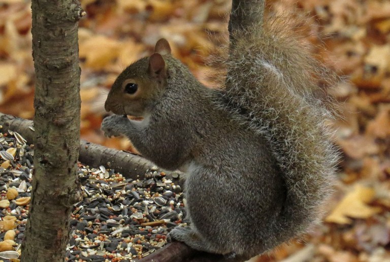 squirrel