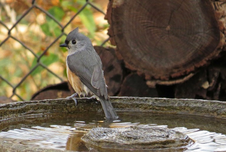 titmouse2