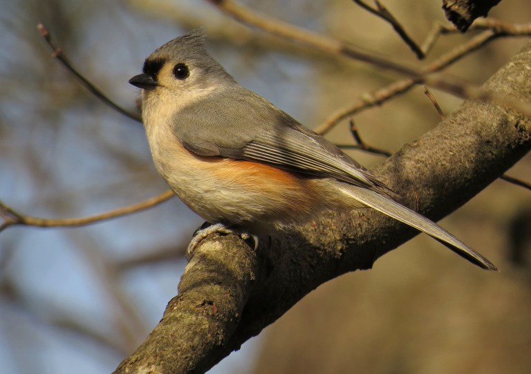titmouse