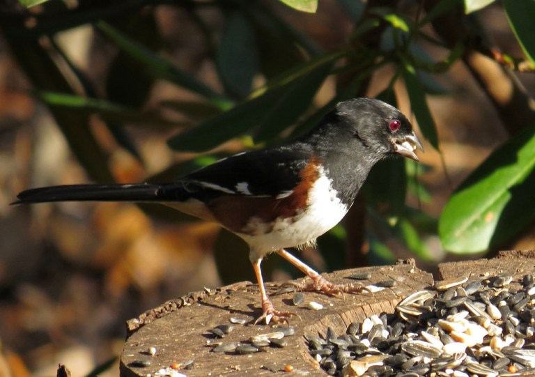 towhee1