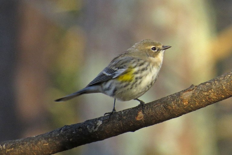 warbler2