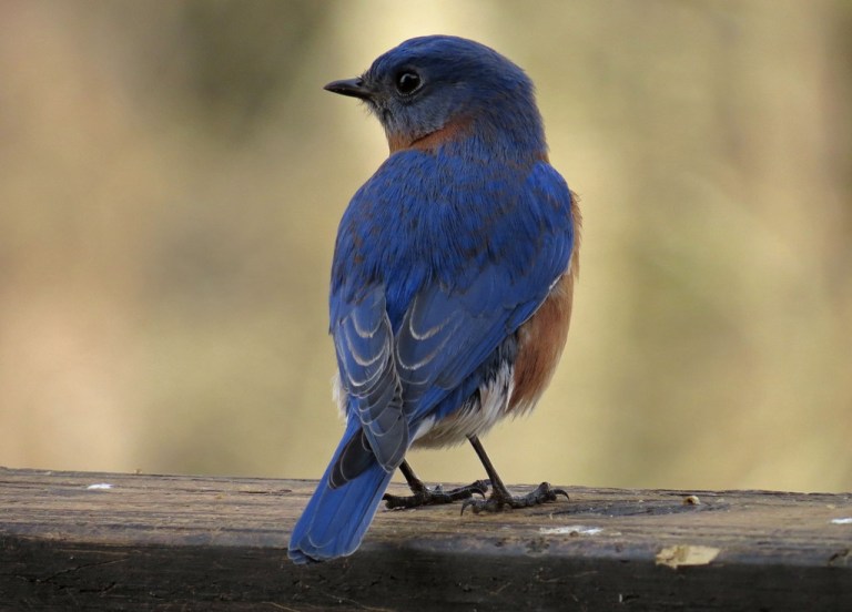 Male Eastern Bluebird