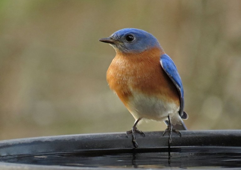 bluebird1