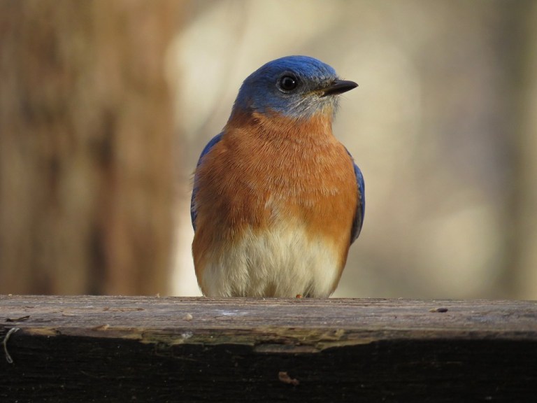 bluebird