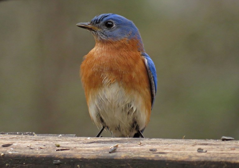 bluebird1