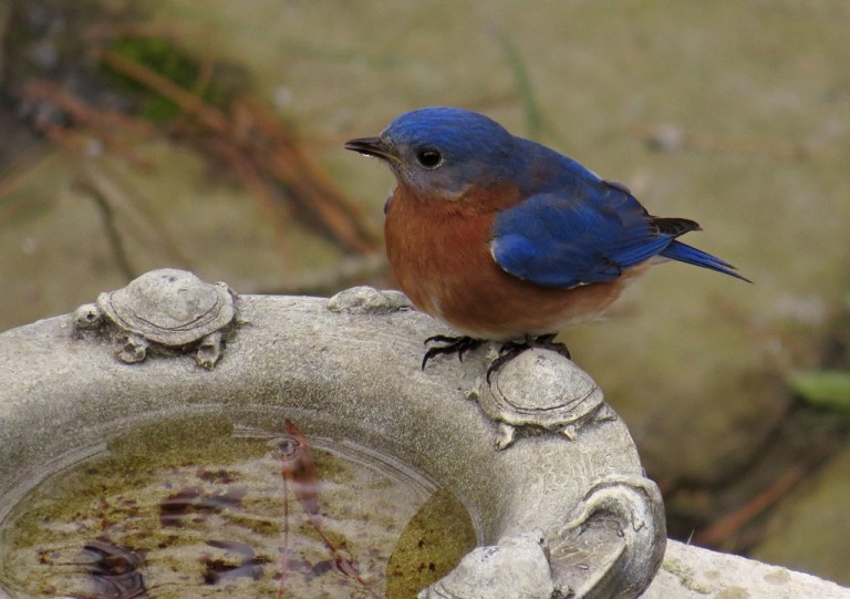bluebird1
