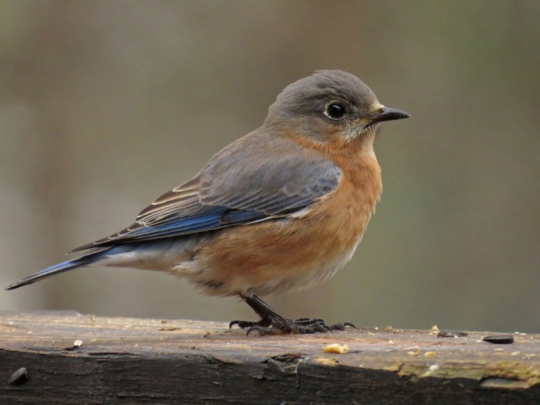 bluebird2