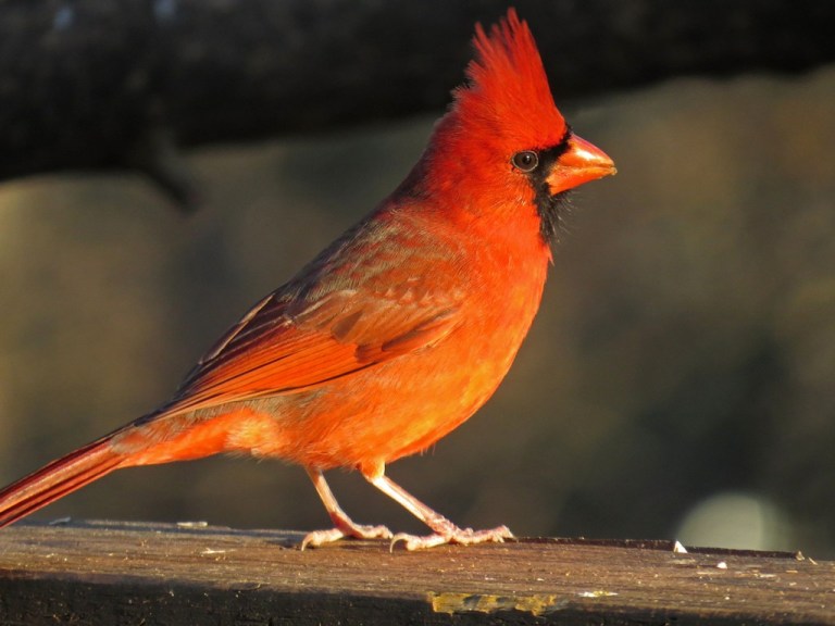 cardinal2