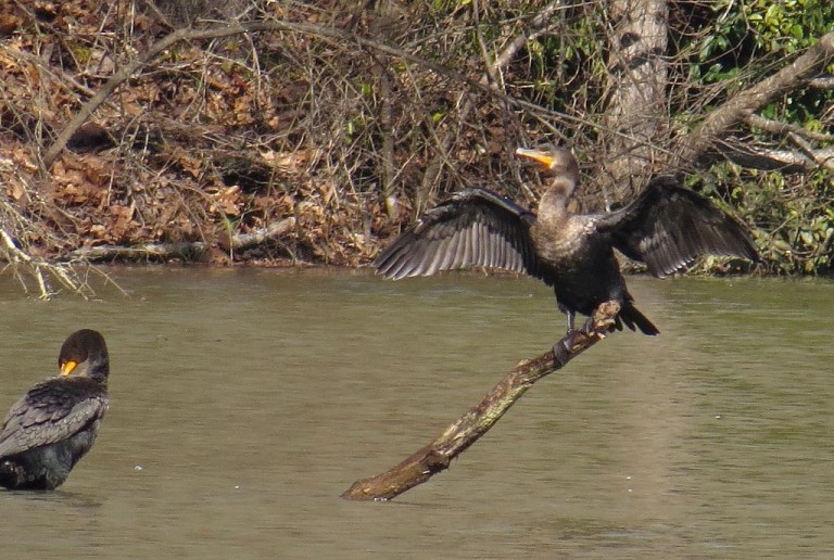 cormorant1