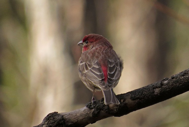 Male House Finch