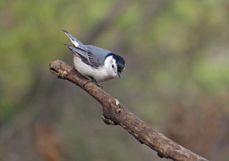 Nuthatch1