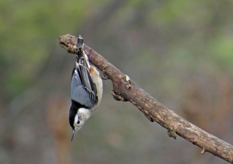 nuthatch4