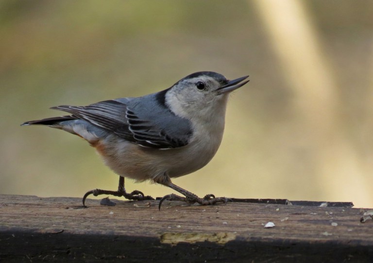 nuthatch7