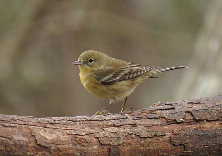 pinewarbler1