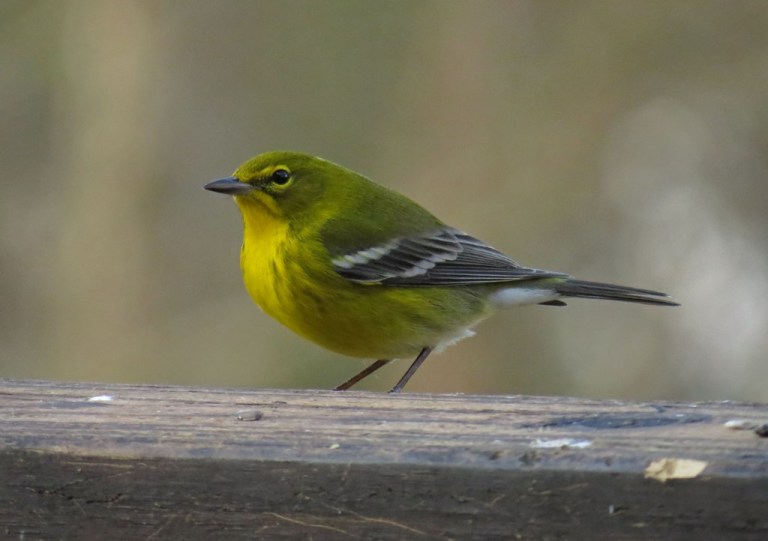 Male Pine Warbler