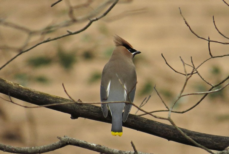 waxwing