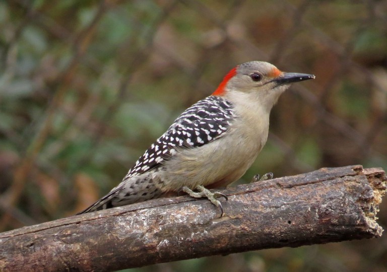 woodpecker1