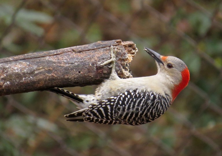 woodpecker3