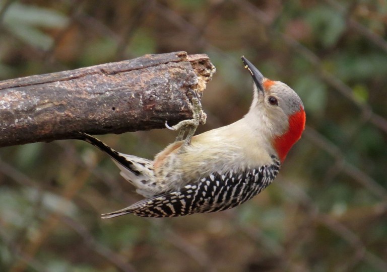 woodpecker6