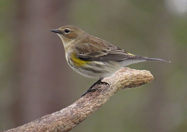 Yellow-rumped