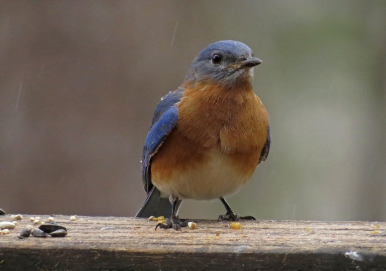 bluebird1