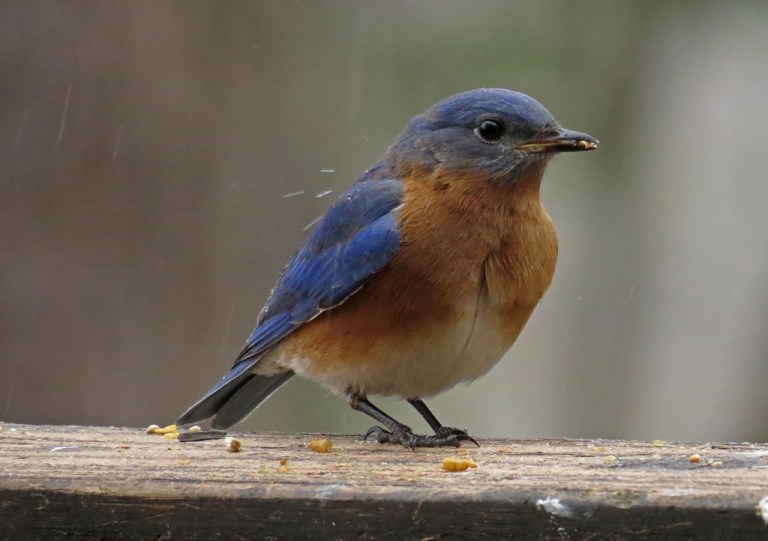 bluebird2