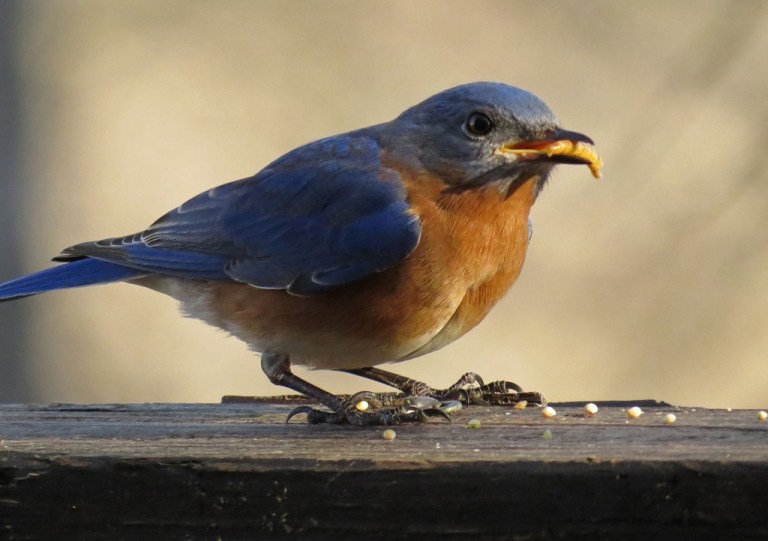 bluebird