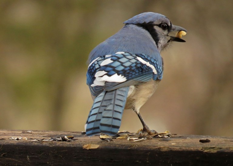 bluejay1